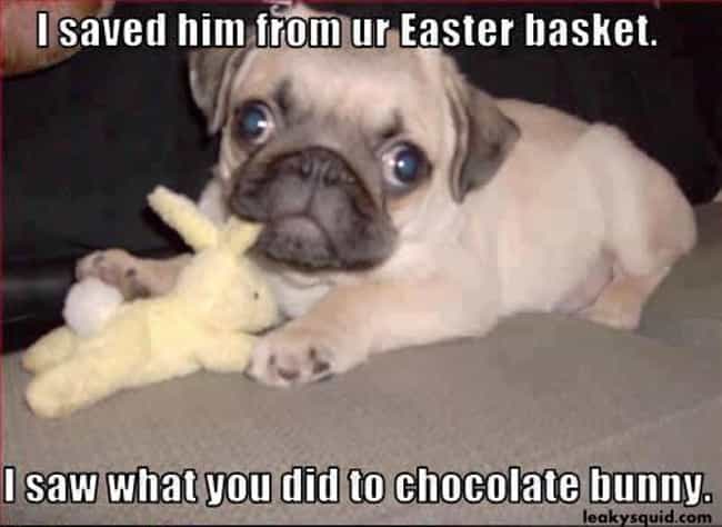 best funny easter memes and cute pics rescue dog photo u1?w=650&q=50&fm=jpg&fit=crop&crop=faces best funny easter memes and cute pics